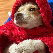 Noelle joined the competition — help win amazing prizes! animal, blanket_texture, brown_eyes, closeup, cozy, cute, dog, domestic, fur, hood, indoor, mammal, paws, pet, portrait, red_blanket, relaxed, snuggled, warm, white_fur