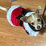 Noelle joined the competition — help win amazing prizes! adorable, animal, brown_and_white, christmas_outfit, companion, costume, cute, dog, domestic_dog, ears_up, eyes, festive, fur, holiday, indoor, looking_up, pet, santa_costume, small_dog, wooden_floor