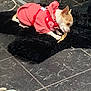 Noelle is registered to the contest to win money with this photo: animal, black_rug, chewing, clothing, cozy, cute, dog, domestic, floor, harness, hoodie, indoor, lying_down, pet, playful, relaxed, small_dog, tile_floor, toy, treat