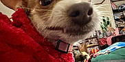 Noelle joined the competition — help win amazing prizes! animal, blanket, canine, close_up, collar, cozy, curious, cute, decor, dog, domestic, face, fur, furniture, indoor, nose, pet, red_sweater, shelf, whiskers