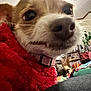 animal, blanket, canine, close_up, collar, cozy, curious, cute, decor, dog, domestic, face, fur, furniture, indoor, nose, pet, red_sweater, shelf, whiskers