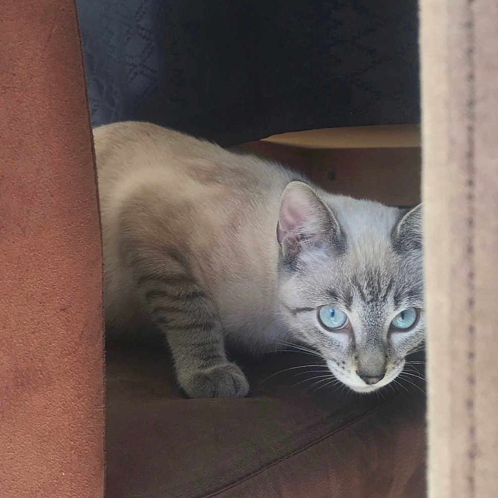 Bounty participe au concours pour gagner de l'argent avec cette photo : cat, kitten, blue_eyes, animal, pet, feline, crouching, sitting, alert, portrait, indoors, sofa, couch, furniture, doorway, home, living_room, brown, gray, photography
