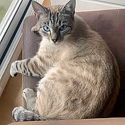 Bounty a rejoint le concours — aidez-le/la à gagner de superbes lots ! cat, feline, blue_eyes, portrait, sitting, lounging, chair, window, indoors, pet, fur, striped_fur, whiskers, ears, paw, tail, relaxed, looking_at_camera, home, daylight