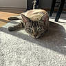 Bounty participe au concours pour gagner de l'argent avec cette photo : cat, tabby_cat, pet, animal, lying_down, sleepy, blue_eyes, striped_fur, whiskers, ears, tail, rug, carpet, sunlight, indoor, home, furniture, chair, relaxed, portrait