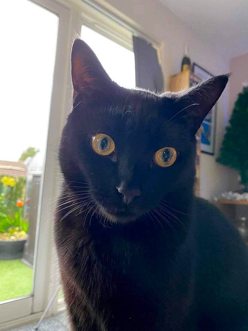 Marley is registered to the contest to win money with this photo: black_cat, carnivore, cat, domestic_short_haired_cat, electric_blue, eye, felidae, fixture, flowerpot, fur, grey, houseplant, plant, small_to_medium_sized_cats, snout, tail, whiskers, window