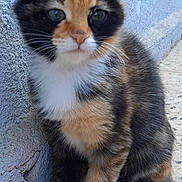 Minuit a rejoint le concours — aidez-le/la à gagner de superbes lots ! kitten, calico, cat, sitting, fur, whiskers, tail, ears, curious, outdoor, wall, texture, floor, paws, pet, animal, cute, young, small, feline