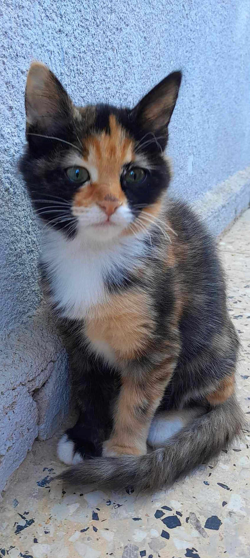 Minuit a rejoint le concours — aidez-le/la à gagner de superbes lots ! kitten, calico, cat, sitting, fur, whiskers, tail, ears, curious, outdoor, wall, texture, floor, paws, pet, animal, cute, young, small, feline