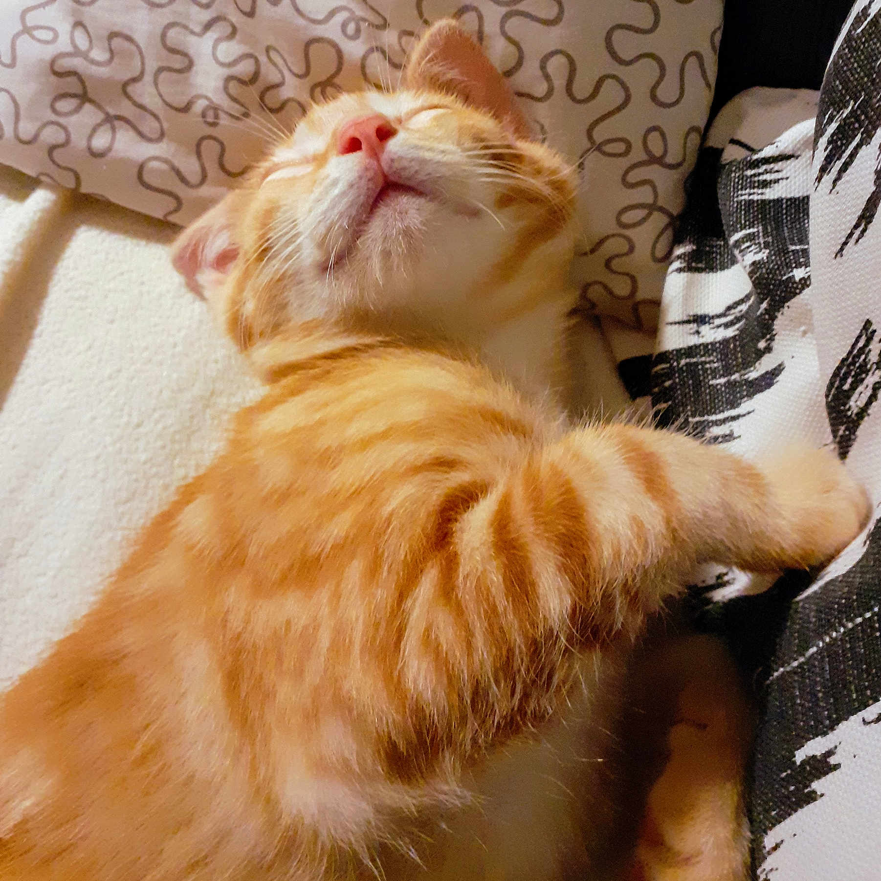 Unoka a rejoint le concours — aidez-le/la à gagner de superbes lots ! abyssinian, animal, architecture, armchair, blanket, building, cat, chair, couch, cushion, furniture, homedecor, indoors, kitten, livingroom, manx, person, pet, room, sleeping