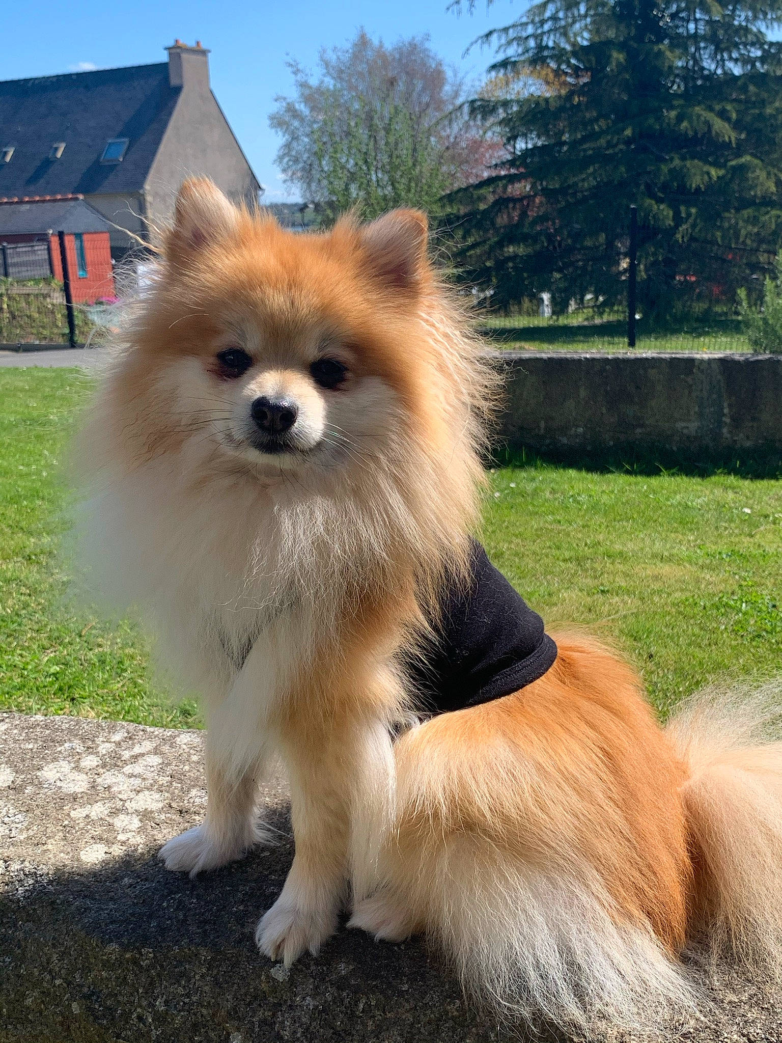 Moana a rejoint le concours — aidez-le/la à gagner de superbes lots ! ancient_dog_breeds, canidae, carnivore, companion_dog, dog, dog_breed, fawn, fur, german_spitz, german_spitz_klein, german_spitz_mittel, plant, sky, snout, spitz, sporting_group, tail, tree, volpino_italiano, working_animal