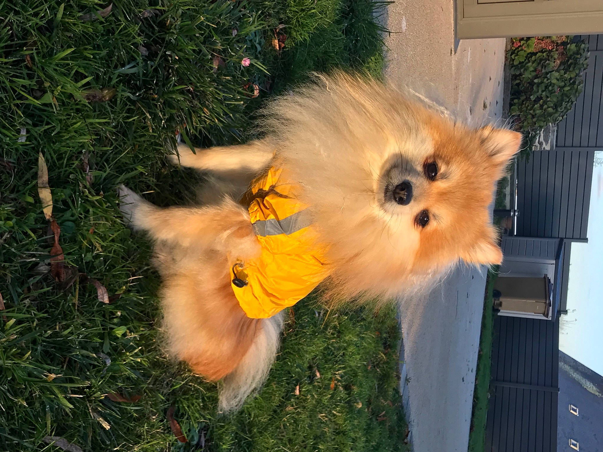 Moana participe au concours pour gagner de l'argent avec cette photo : ancient_dog_breeds, canidae, carnivore, companion_dog, dog, dog_breed, fashion_accessory, fawn, fur, german_spitz, german_spitz_klein, grass, plant, pomeranian, snout, spitz, sporting_group, tail, toy_dog, working_animal