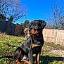 dog, puppy, rottweiler, outdoor, grass, sunlight, blue_sky, fence, tree, collar, pet, animal, sitting, young_dog, nature, daylight, canine, backyard, watching, cute