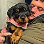 Remy joined the competition — help win amazing prizes! man, puppy, dog, rottweiler, pet, indoor, jacket, pink_coat, face, close_up, cuddling, holding, cute, adorable, animal, warm, portrait, young_adult, expression, furry