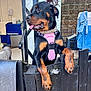Remy is registered to the contest to win money with this photo: rottweiler, dog, pink_harness, black_fence, tongue_out, outdoor, pet, animal, playful, leisure, wood, towel, canine, domestic_animal, happy, muzzle, ears, paw, fur, background