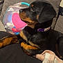 rottweiler, puppy, dog, pet, couch, blanket, collar, indoor, cozy, black_and_tan, fur, canine, resting, side_view, domestic_animal, young, animal, living_room, relaxed, cute