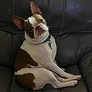 Cruz is registered to the contest to win money with this photo: dog, boston_terrier, pet, sitting, leather_couch, indoor, head_tilt, collar, tag, brown_and_white, canine, cute, animal, domestic, relaxed, companion, fur, ears, paw, portrait