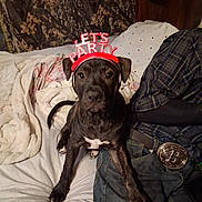 Maximus Moo joined the competition — help win amazing prizes! dog, pet, animal, bed, blanket, clothing, headband, party, indoor, furniture, can, jeans, belt, plaid_shirt, black_dog, brown_dog, white_markings, cute, sitting, looking_at_camera