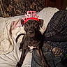 dog, pet, animal, bed, blanket, clothing, headband, party, indoor, furniture, can, jeans, belt, plaid_shirt, black_dog, brown_dog, white_markings, cute, sitting, looking_at_camera