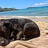 Maximus Moo joined the competition — help win amazing prizes! dog, beach, towel, sleeping, ocean, sand, sunny, outdoor, relaxation, water, blue_sky, island, nature, summer, vacation, peaceful, animal, pet, coast, scenic