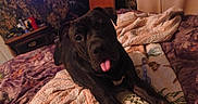 Maximus Moo is registered to the contest to win money with this photo: dog, bed, quilt, tongue_out, indoor, pet, playful, cozy, blanket, furniture, vintage, home, animal, cute, resting, dark_fur, canine, portrait, carpet, relaxed