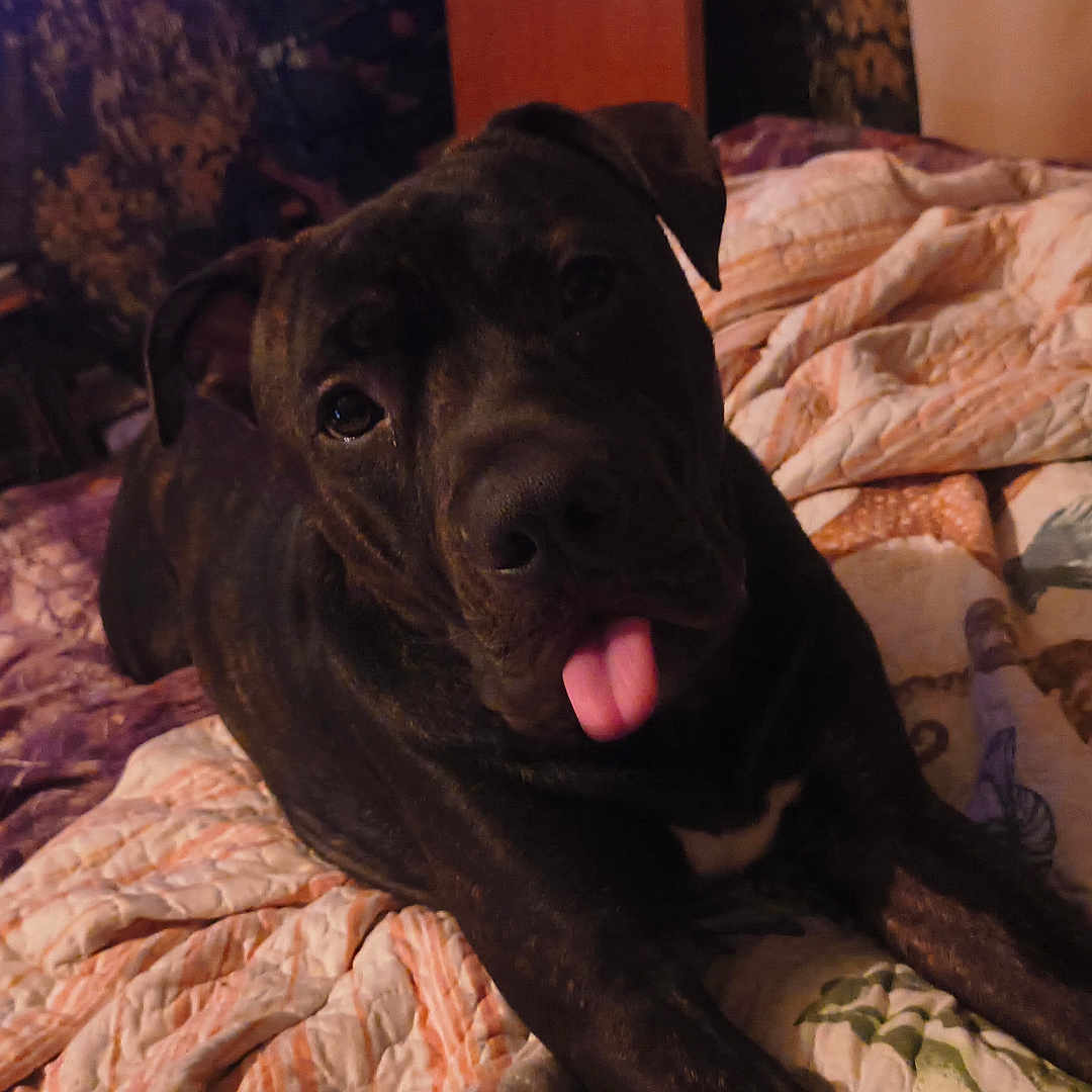 Maximus Moo