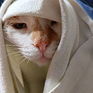 Guizmo participe au concours pour gagner de l'argent avec cette photo : animal, blanket, cat, close_up, comfort, cozy, cream_color, cute, face, fur, indoors, mammal, nose, pet, resting, sleepy, soft, warm, whiskers, wrapped