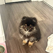 Tuesday joined the competition — help win amazing prizes! puppy, dog, pomeranian, fluffy, indoor, wooden_floor, pet, small_dog, cute, animal, food_bowl, blanket, door, floor, fur, sitting, looking_up, domestic, companion, young