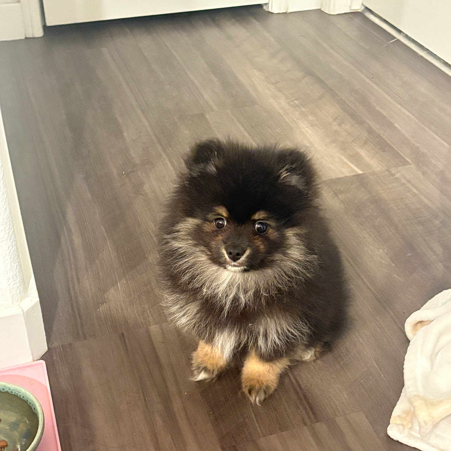 Tuesday joined the competition — help win amazing prizes! puppy, dog, pomeranian, fluffy, indoor, wooden_floor, pet, small_dog, cute, animal, food_bowl, blanket, door, floor, fur, sitting, looking_up, domestic, companion, young