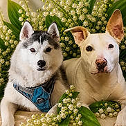 Aika Et Jana a rejoint le concours — aidez-le/la à gagner de superbes lots ! dog, husky, white_dog, flower, green_leaves, floral_arrangement, pet, animal, portrait, cute, nature, fur, outdoor, closeup, two_dogs, calm, resting, leaves, white_flowers, harness