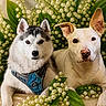 dog, husky, white_dog, flower, green_leaves, floral_arrangement, pet, animal, portrait, cute, nature, fur, outdoor, closeup, two_dogs, calm, resting, leaves, white_flowers, harness