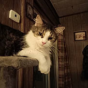 Taz is registered to the contest to win money with this photo: cat, fluffy, pet, indoor, cat_tree, wood_paneling, window, curtains, portrait, animal, feline, resting, relaxed, home, cozy, pink_nose, whiskers, ears, paw, domestic