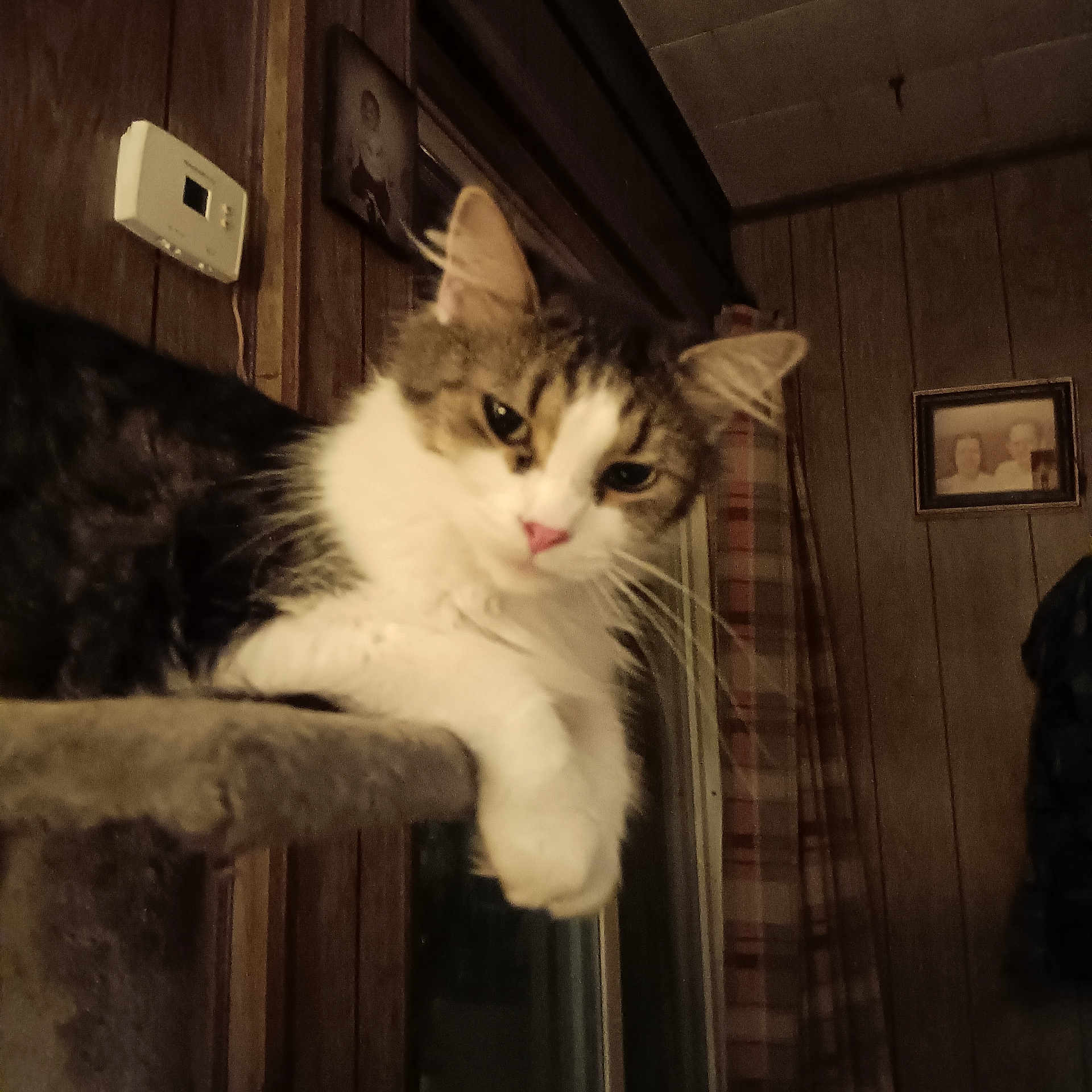 Taz is registered to the contest to win money with this photo: cat, fluffy, pet, indoor, cat_tree, wood_paneling, window, curtains, portrait, animal, feline, resting, relaxed, home, cozy, pink_nose, whiskers, ears, paw, domestic