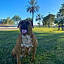 dog, brown_coat, white_chest, grass, park, palm_trees, blue_sky, sunny, outdoor, pet, tongue_out, happy, sitting, nature, daylight, canine, collar, leisure, animal, playful