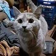 Persephone joined the competition — help win amazing prizes! cat, gray_cat, indoor, curious, laundry_basket, clutter, household_items, whiskers, furniture, pet, looking_up, close_up, domestic_animal, tail, ears, floor, fabric, home, animal, cute
