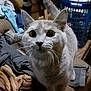 cat, gray_cat, indoor, curious, laundry_basket, clutter, household_items, whiskers, furniture, pet, looking_up, close_up, domestic_animal, tail, ears, floor, fabric, home, animal, cute