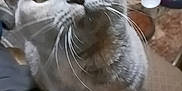 Persephone joined the competition — help win amazing prizes! cat, gray_cat, whiskers, indoor, pet, curious, close_up, animal, feline, household, laundry_basket, furniture, floor, domestic, cute, looking_up, soft_fur, eyes, portrait, cozy