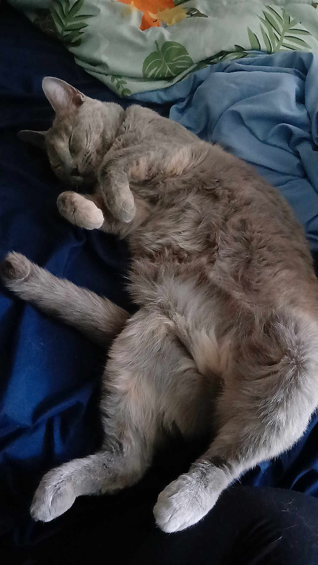 Persephone is registered to the contest to win money with this photo: cat, gray_cat, sleeping, bed, blanket, pillow, indoor, cozy, furry, pet, relaxing, fur, animal, cute, resting, domestic_animal, whiskers, claws, soft, curled_paws