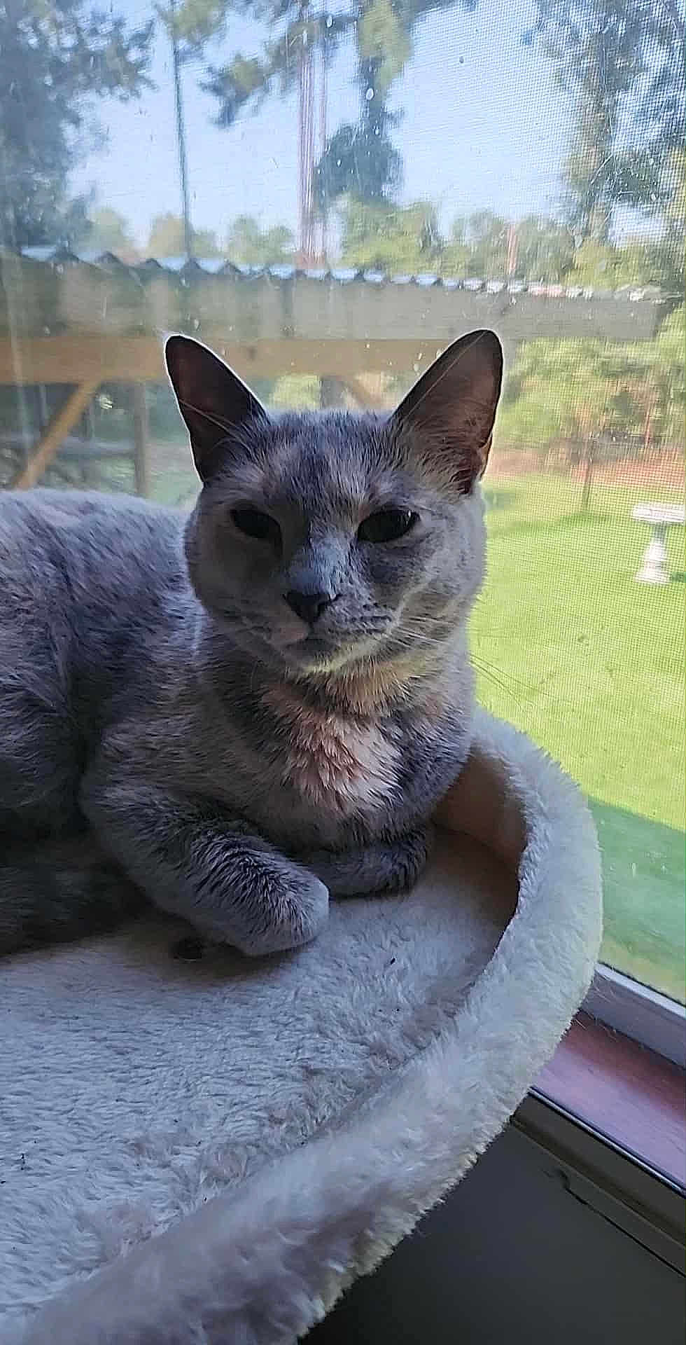 Persephone