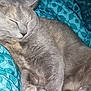 Persephone is registered to the contest to win money with this photo: cat, gray_cat, sleeping, pet, animal, fur, whiskers, paw, quilted_blanket, blue_blanket, cozy, indoor, relaxed, feline, cute, resting, domestic_cat, soft_texture, close_up, quiet