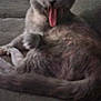 cat, gray_cat, tongue_out, blurry, couch, indoor, pet, animal, feline, sitting, fur, cute, funny_face, relaxed, home, domestic, whiskers, ears, tail, mouth