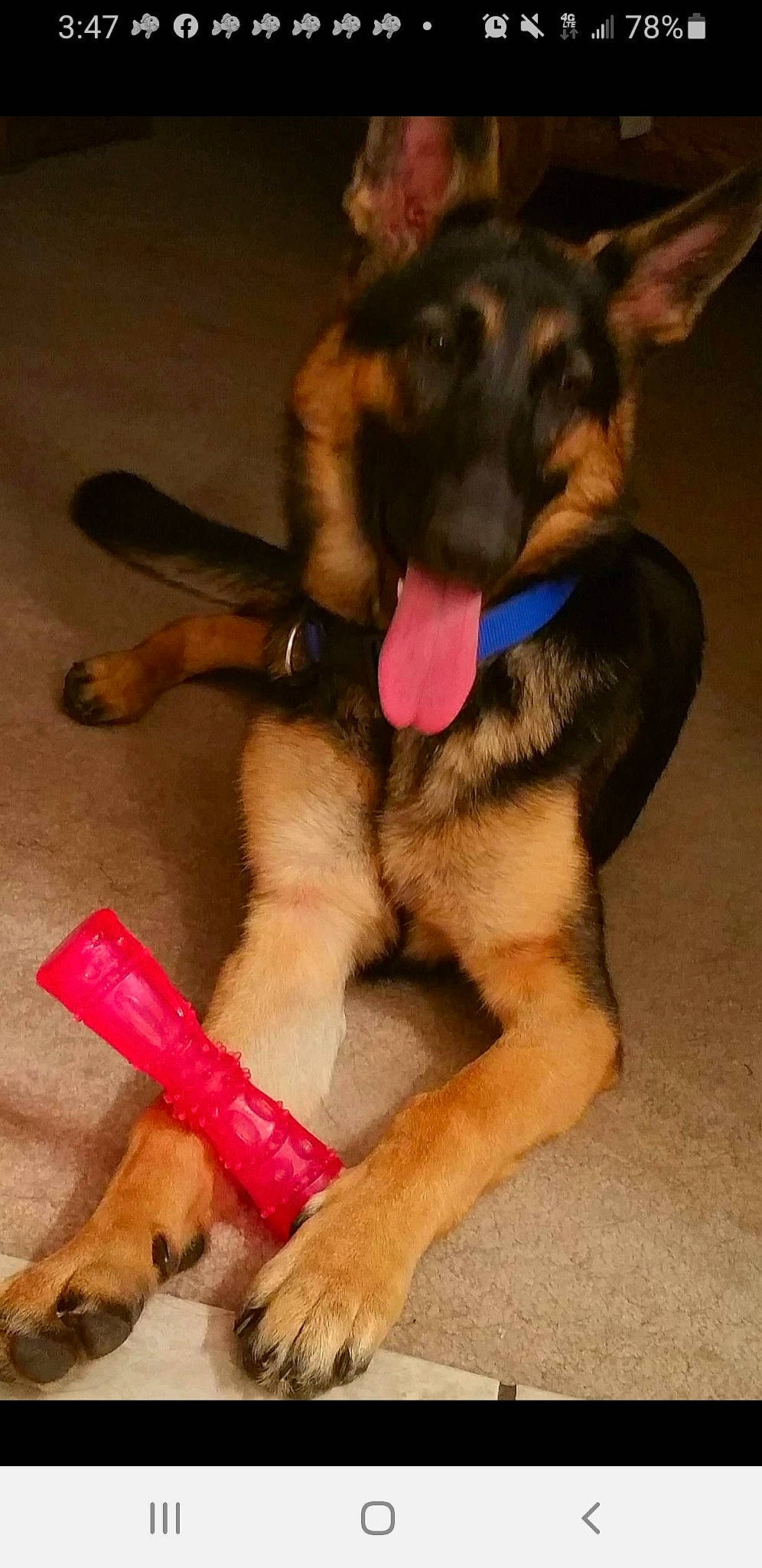 Mocha is registered to the contest to win money with this photo: canidae, carnivore, collar, companion_dog, dog, dog_breed, dog_supply, fawn, foot, german_shepherd_dog, guard_dog, king_shepherd, paw, pet_supply, pinscher, police_dog, snout, sporting_group, vertebrate, working_animal