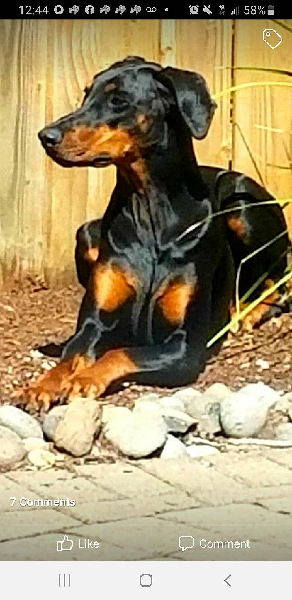 Hondo joined the competition — help win amazing prizes! ancient_dog_breeds, brown, canidae, carnivore, companion_dog, dog, dog_breed, guard_dog, hound, hunting_dog, liver, paw, pet_supply, scent_hound, snout, sporting_group, terrestrial_animal, vertebrate, working_animal, working_dog