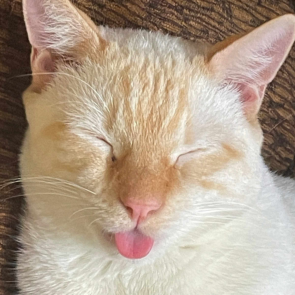 Casper joined the competition — help win amazing prizes! abyssinian, angora, animal, bodypart, cat, cushion, face, head, homedecor, kitten, manx, mouth, person, pet, photography, portrait, siamese, sleeping, tongue, white