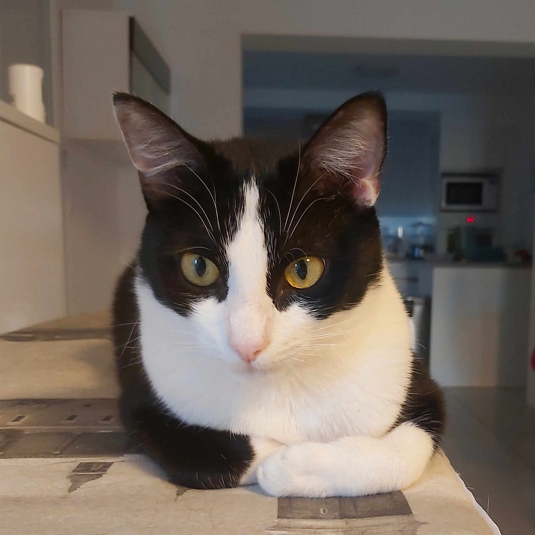 Abby a rejoint le concours — aidez-le/la à gagner de superbes lots ! cat, tuxedo_cat, yellow_eyes, pet, animal, indoor, table, paws, curious, feline, whiskers, ears, face, domestic_cat, household, resting, portrait, looking, closeup, kitten