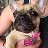 animal, arm, closeup, collar, curtain, cute, dog, ears, face, french_bulldog, hand, indoor, person, pet, pink, portrait, puppy, sleeveless_shirt, tag, window