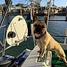 animal, boat, canal, collar, dock, dog, french_bulldog, leisure, metal_rail, outdoor, pet, residential, rope, sky, summer, sunlight, trees, vessel, water, waterfront