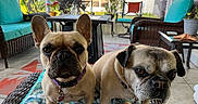 Lucy joined the competition — help win amazing prizes! animal, chair, collar, companions, cushion, cute, daylight, dog, french_bulldog, furniture, indoor, pet, plant, portrait, pug, sunroom, table, tile_floor, wicker, window