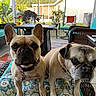 animal, chair, collar, companions, cushion, cute, daylight, dog, french_bulldog, furniture, indoor, pet, plant, portrait, pug, sunroom, table, tile_floor, wicker, window