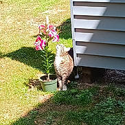 Nibblet joined the competition — help win amazing prizes! cat, tabby, feline, pet, flower, lily, potted_plant, grass, siding, house, yard, outdoor, sunlight, shadow, garden, plant_pot, curious, sniffing, domestic_cat, pink_flower