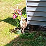 cat, tabby, feline, pet, flower, lily, potted_plant, grass, siding, house, yard, outdoor, sunlight, shadow, garden, plant_pot, curious, sniffing, domestic_cat, pink_flower
