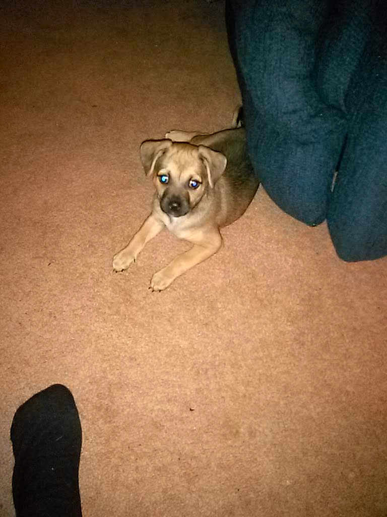 Rat joined the competition — help win amazing prizes! puppy, dog, pet, carpet, sofa, couch, indoor, living_room, brown_carpet, small_dog, flash, eye_glow, young, cute, looking_up, floor, furniture, sock, home, portrait